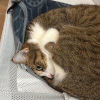 丸くなる猫