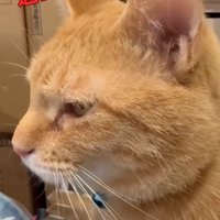 遠くを見つめる猫