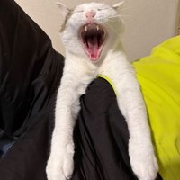 正面の猫