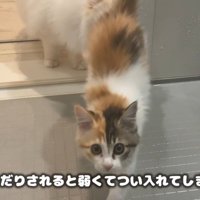 風呂場に入ってきた猫
