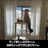 キャットタワーに乗る子猫と成猫