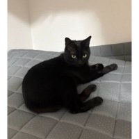 室内にいる猫