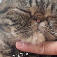 あごを撫でられる猫
