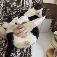 ママさんに抱っこされる猫ちゃん