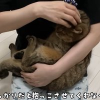 赤ちゃん抱っこをされる猫（つめきりばっかりだと抱っこさせてくれなくなるので）
