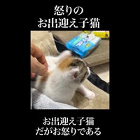 お耳を掻く姿