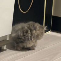 後ろを見ている子猫