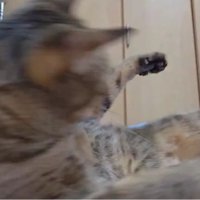 遊んでいる猫