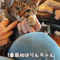 女性に爪切りされる猫