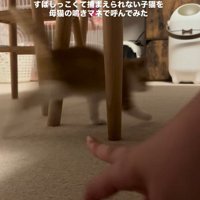 逃げる子猫