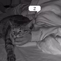 寝ている飼い主と猫