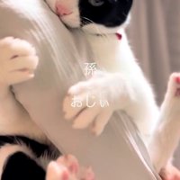 人の腕を噛む猫