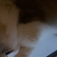 画面上のネズミを追いかける猫