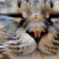 目を閉じる猫