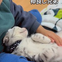 子供のお腹の上で寝る子猫