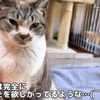 リノちゃんの圧
