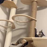 バランスを崩す猫