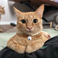 室内にいる猫
