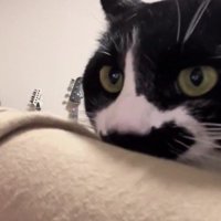 飼い主の服を噛む猫