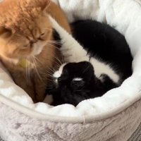 ベッドの中でケンカを始める2匹の猫