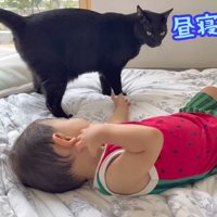 昼寝の誘いをするくまごろー