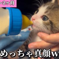 ミルクを飲む子猫