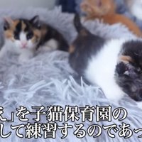 子猫たちのお出迎えの様子