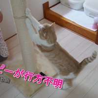 爪を研いでいる猫