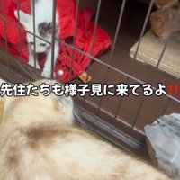成猫に見られる子猫