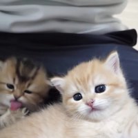 飼い主さんの膝でリラックスし、毛づくろいも