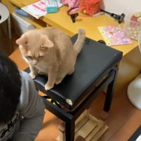後ろから見るひのきちゃん