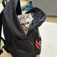 リュックに入った猫