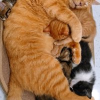 寝ている猫たち