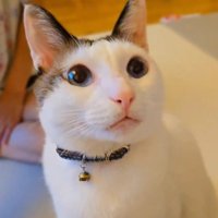 座っている猫