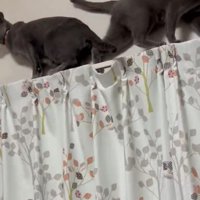 上手くすれ違う2匹の猫