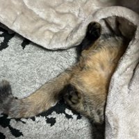 こたつで眠る猫