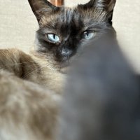しっぽで撮影の邪魔をする猫