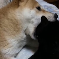 猫の頭をくわえる犬