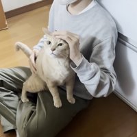 座る人の足に乗り、頭をなでられている猫