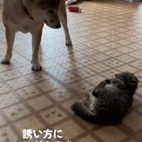 横になる子猫を立って見下ろしている柴犬