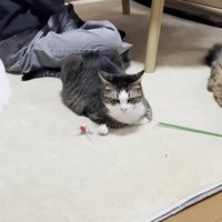 等間隔に並んで座り込む3匹の猫