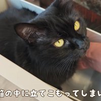 箱に入ったモカちゃん