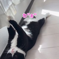 カーテンが爪に引っかかって鳴き声をあげる猫