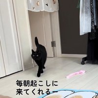 ドアの近くを歩いている猫