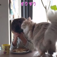 子どもにスリスリする猫