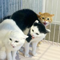 シャーする3匹の猫