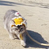 帽子をかぶって散歩する子猫