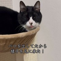 舌を出したまままどろむ猫さん
