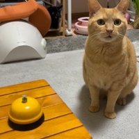 座っている猫