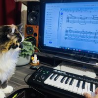 キーボードを見る猫